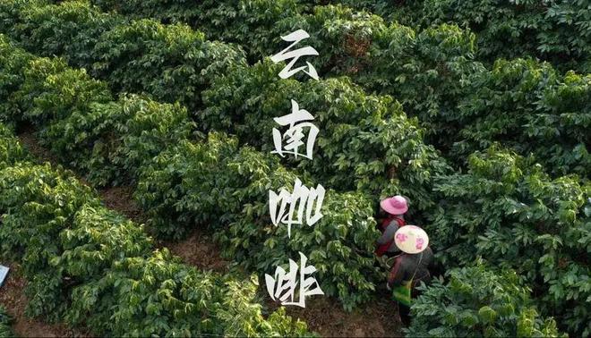 彩云之南的馥郁传奇pg电子云南咖啡：(图2)